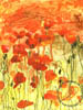 07 Poppies